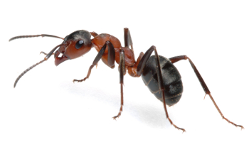 Ant