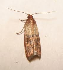 clothes moth