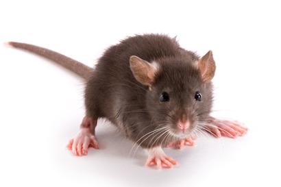 rat control Pest control