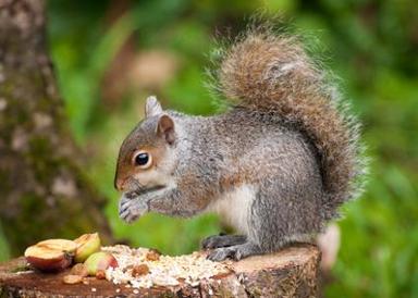 Squirrel Control Pest control