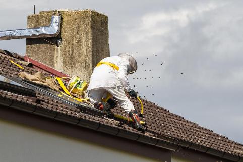 Wasp Nest Treatment Waspbegone