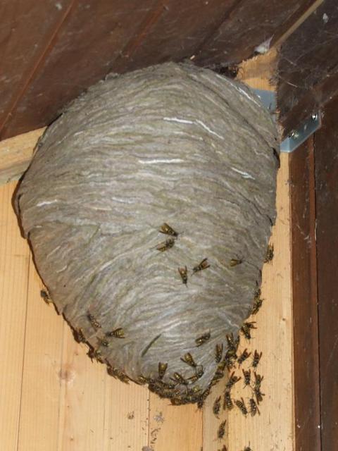 Wasp Nest Treatment and Removal